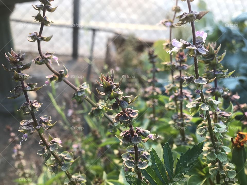 Plants in the garden 