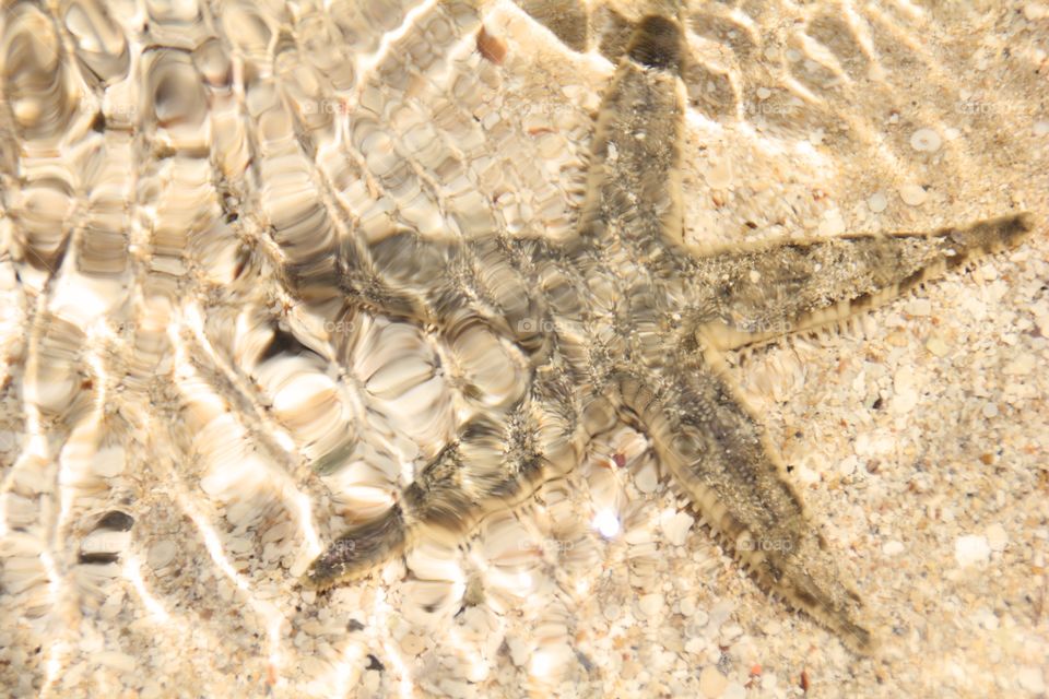 Starfish