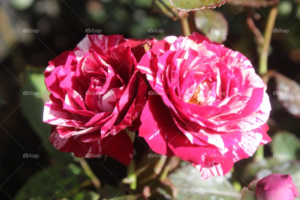 Roses are blooming with beautiful colors