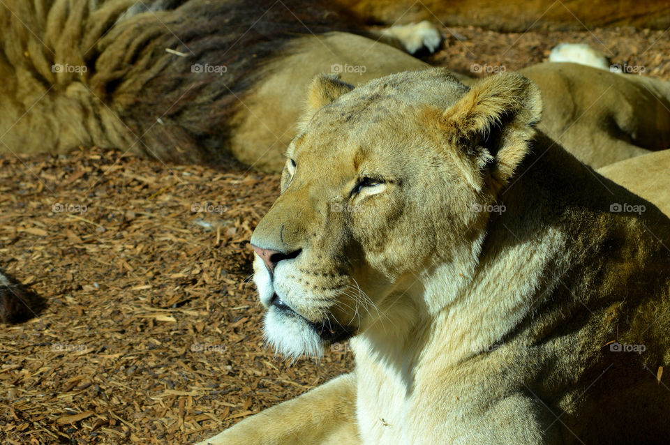 grass sun lion safari by craigyman