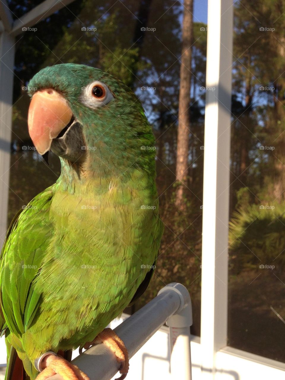 Little Miss Molly-bold and devoted Conure Parrot.