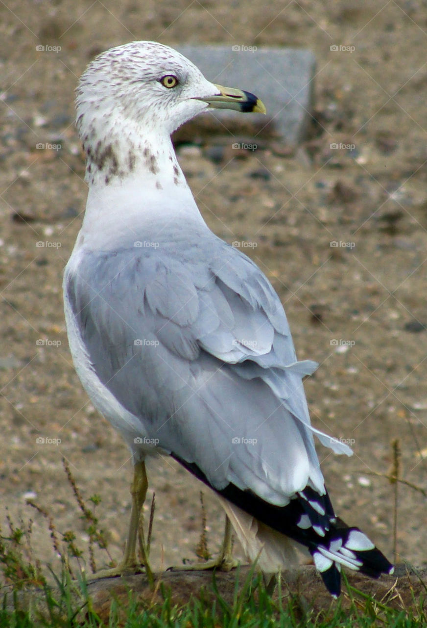 A ring billed seagull sits off the coast of Lake Champlain.