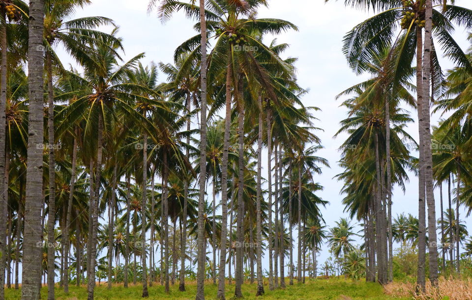 A row of coconut trees bolaangmongondow. . .