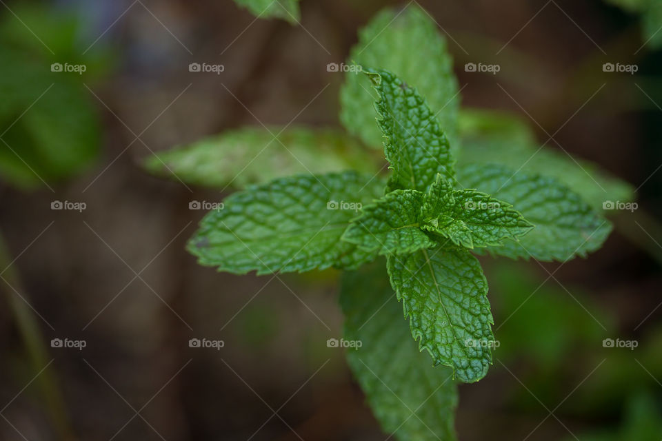 Mint Leaves 