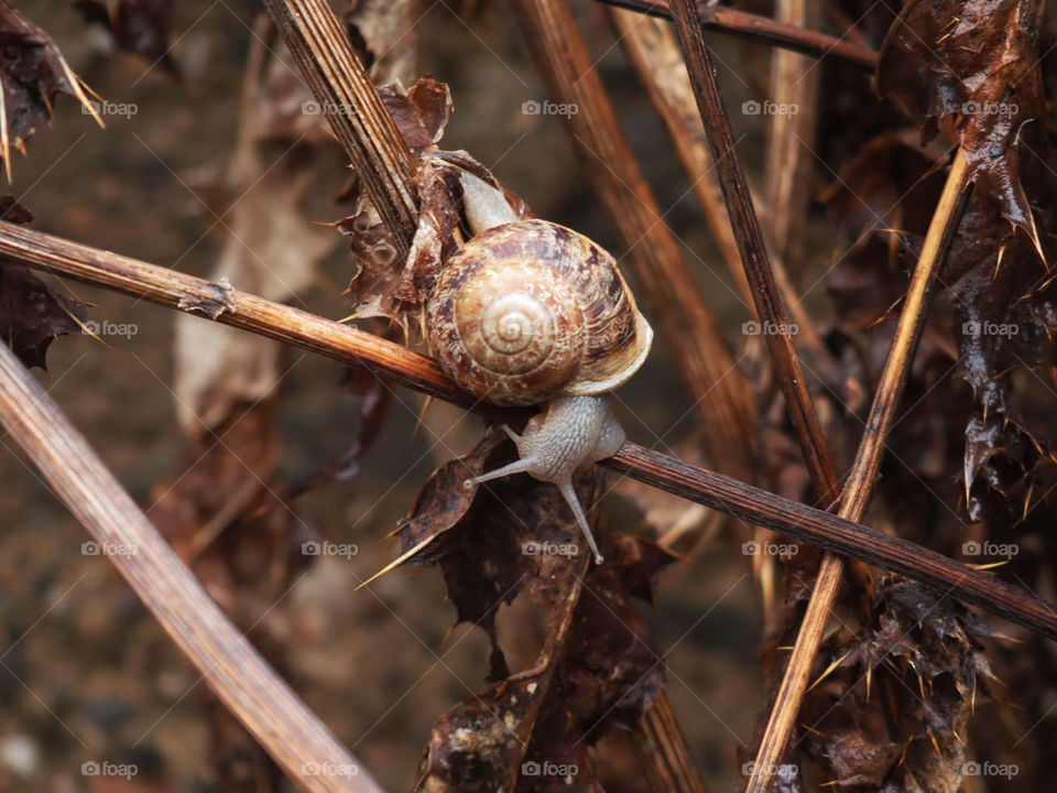 snail
