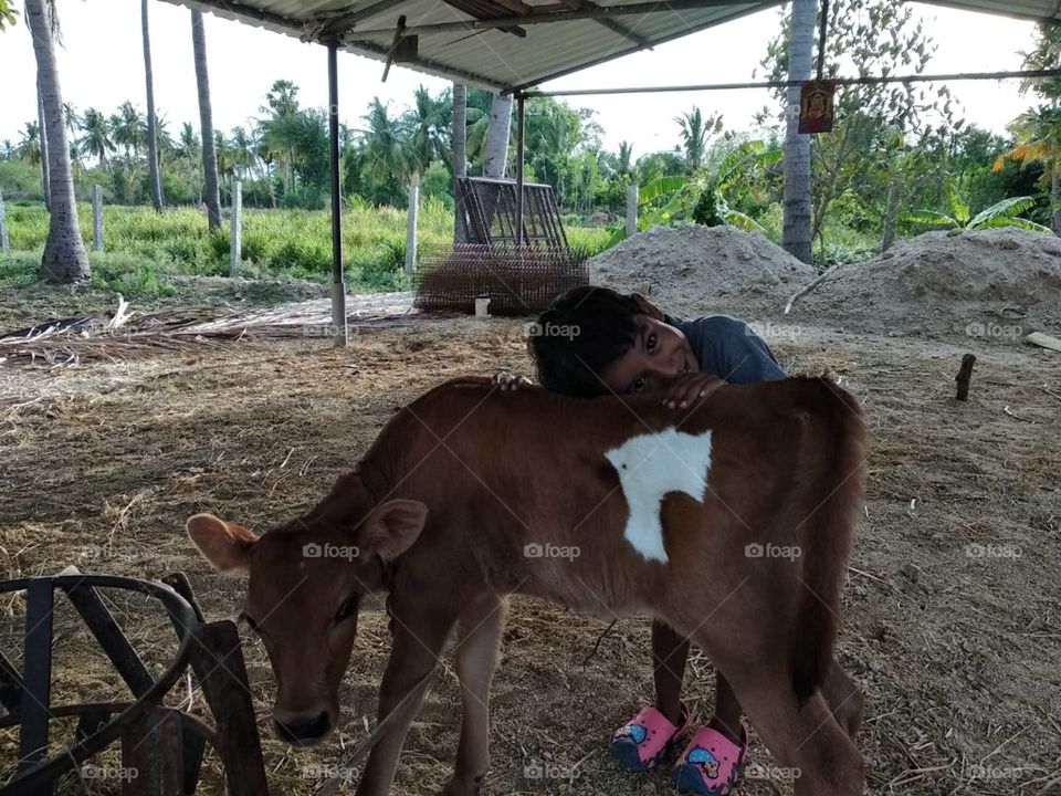 my pet calf. love and affection