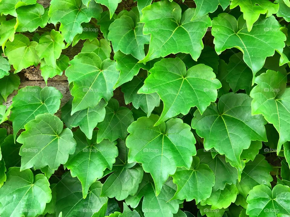 Ivy covering the wall
