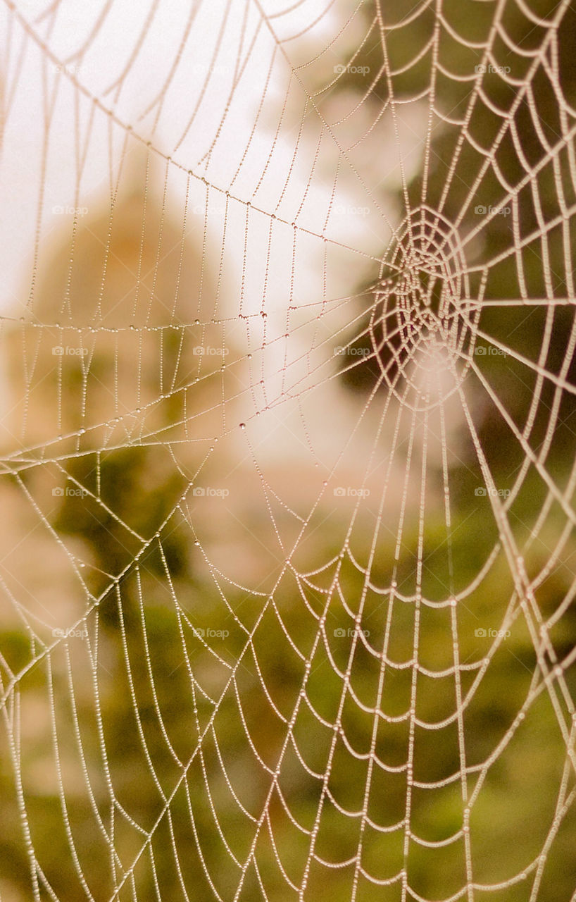 Spider web in foggy drops