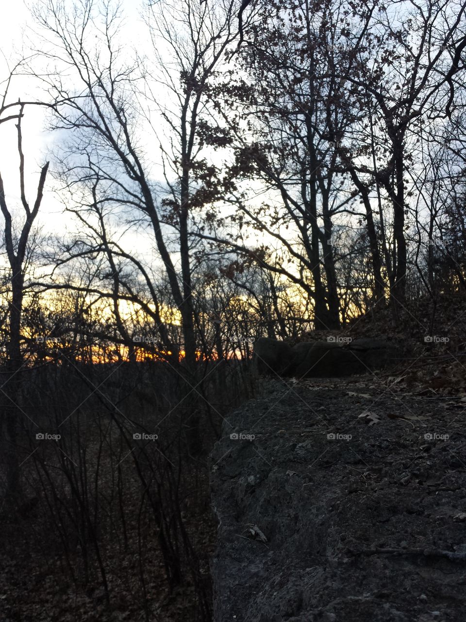 February Woodland Views