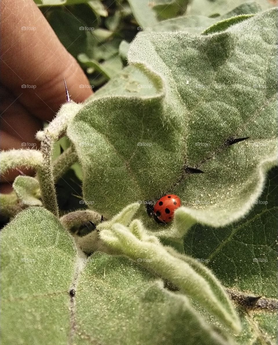 ladybug