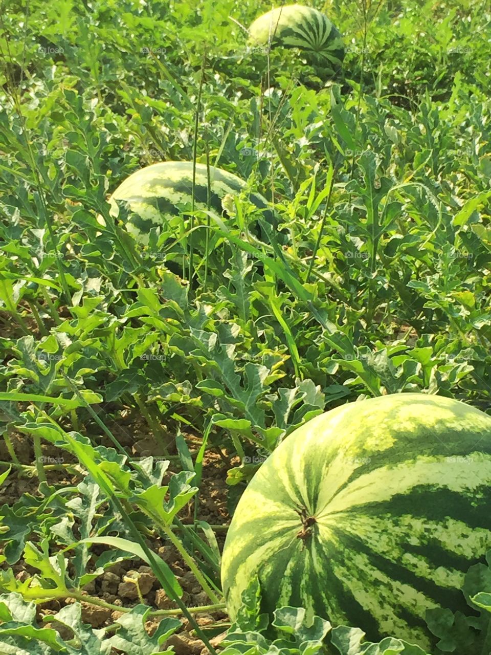 A ground with watermelon plant. A ground full of watermelon plants with fruits ready to take