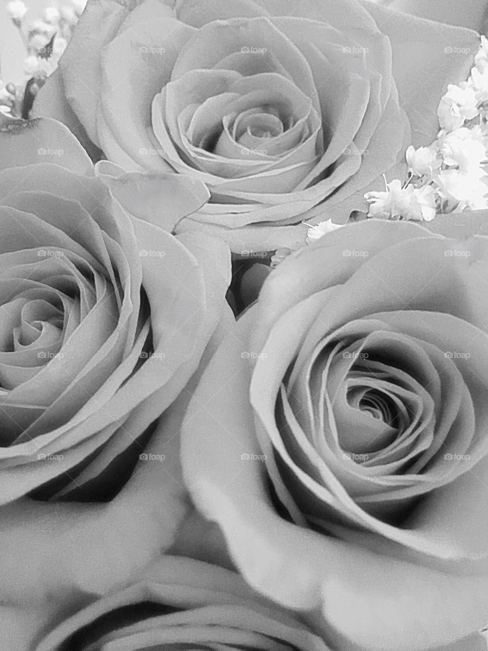 Black and white shot of a roses