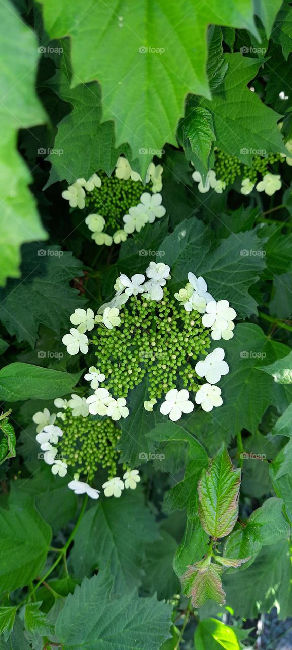 lovely guelder rose