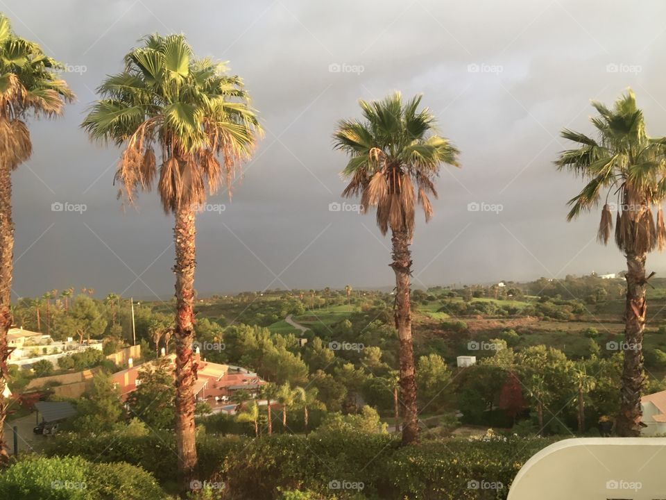 Sunset on palms before storm