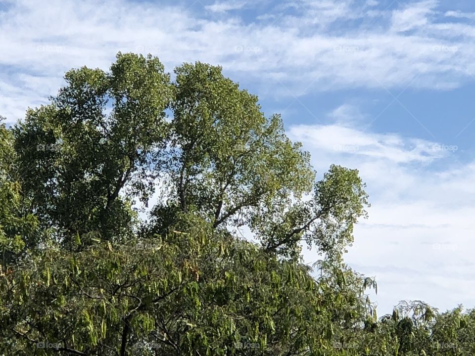 Trees and sky  catch the eye