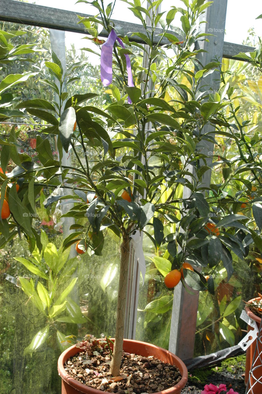 Orange fruit growing on plant