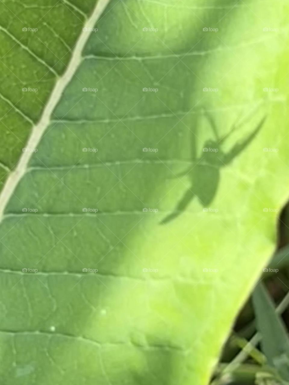 Flying beetle shadow