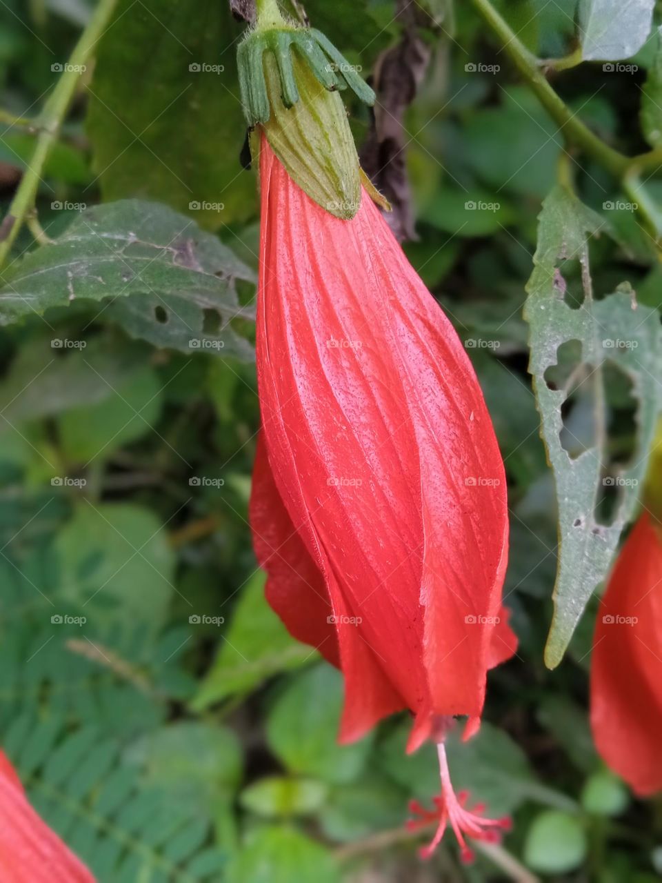red color flower indian photography outside photography red color flower indian flower
Chandipur Naghara utter Pradesh India