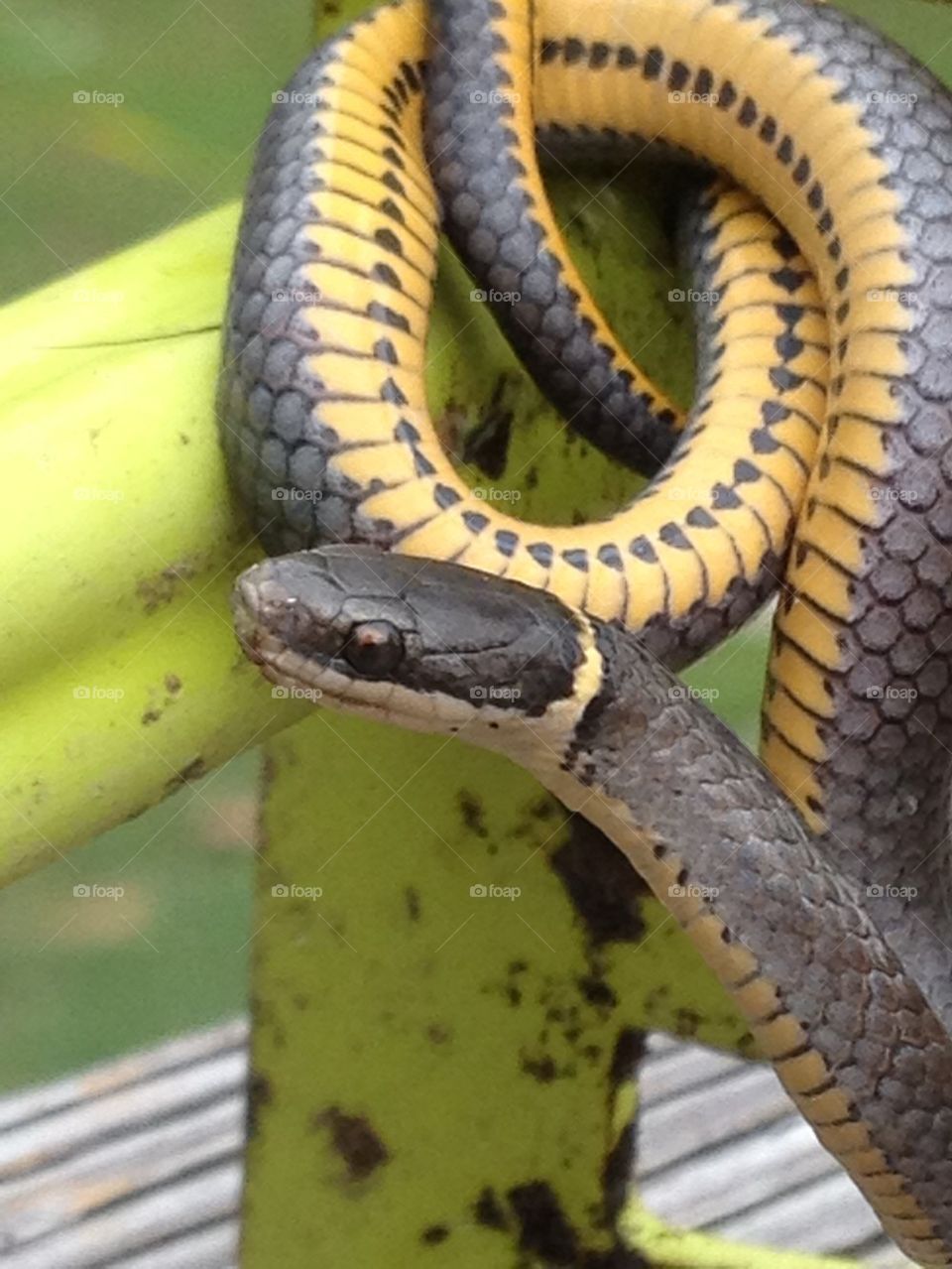 Baby Ringneck Snake