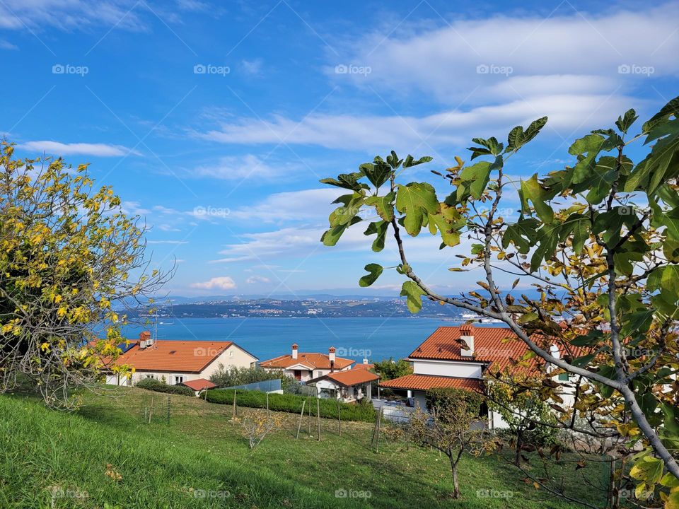 Urban city view of the figa tree, Adriatic sea and blue sky.