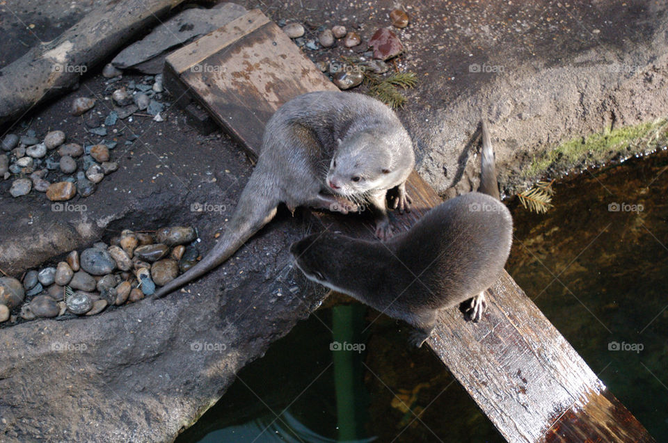 river wildlife otter by stevephot