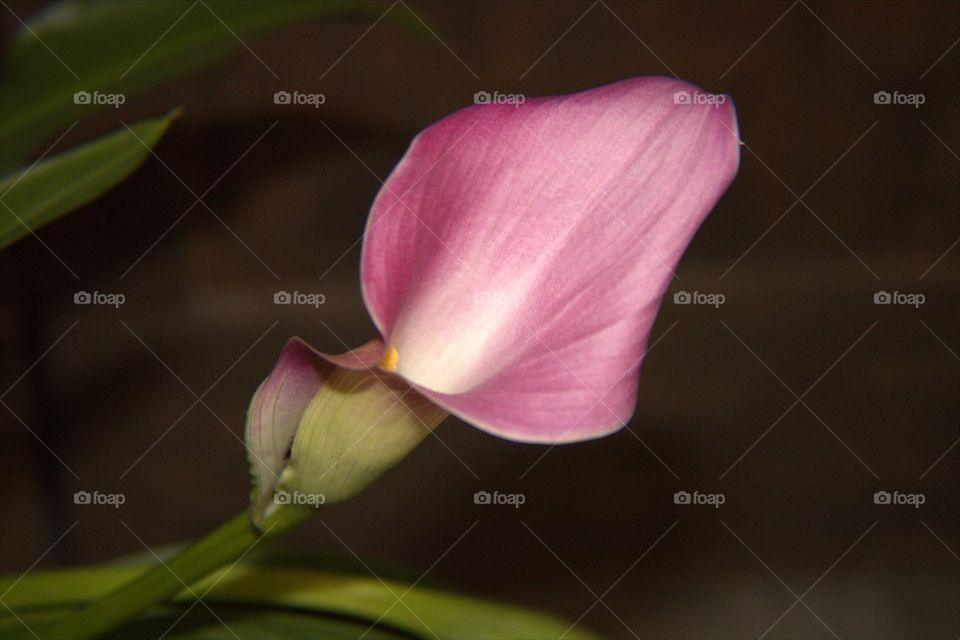 Pinkish Purple Calla Lily
