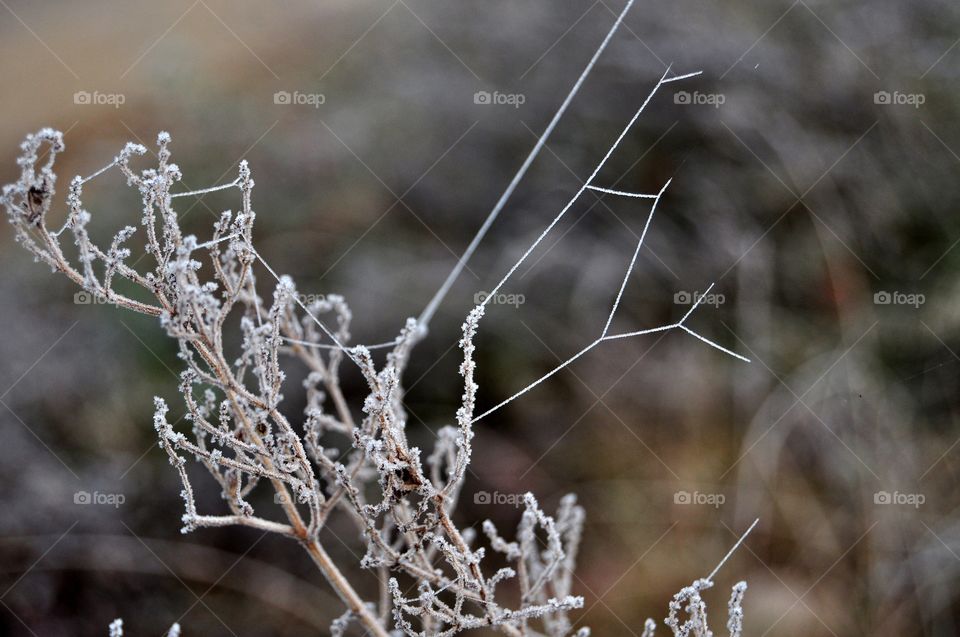 Frost, Winter, Nature, Snow, No Person