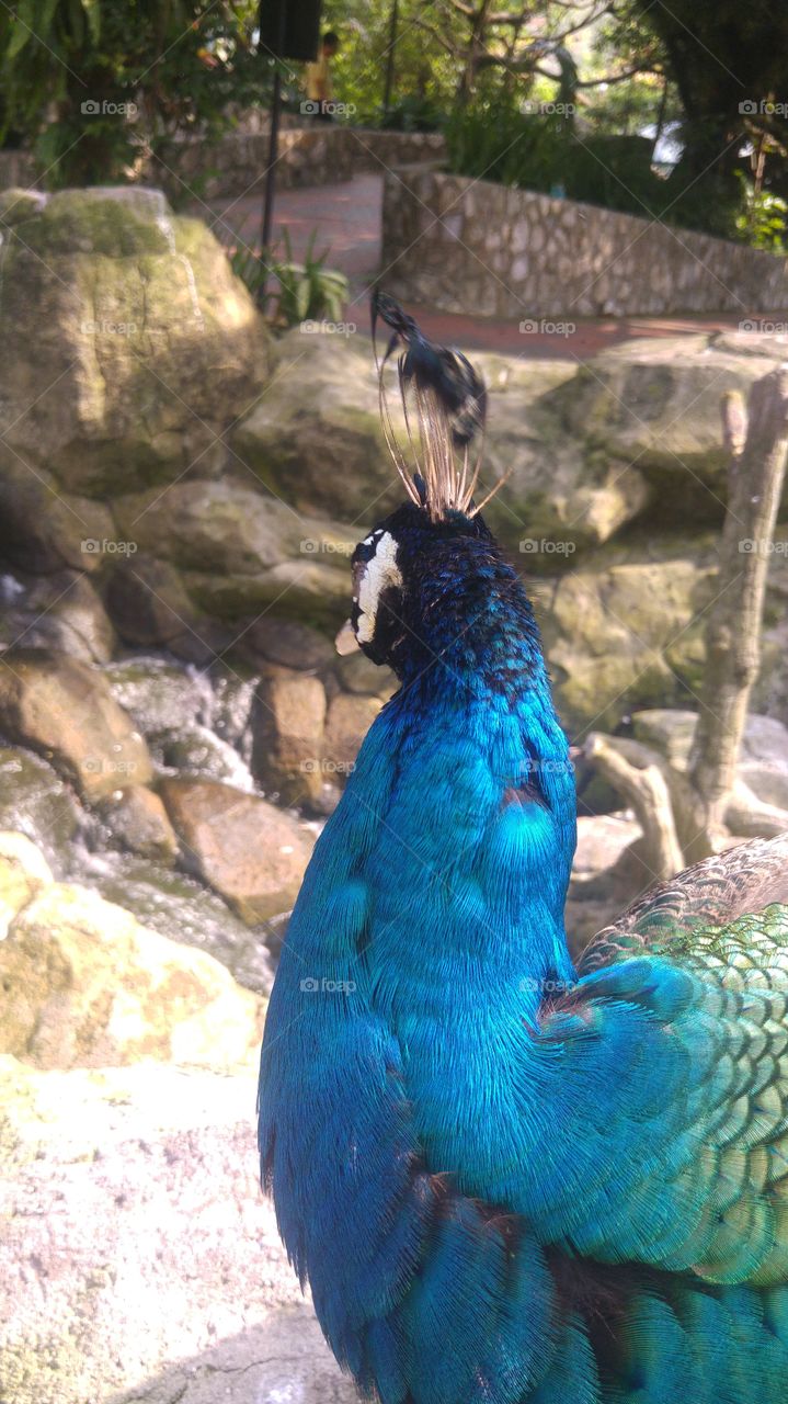Majestic 3: Peacock
