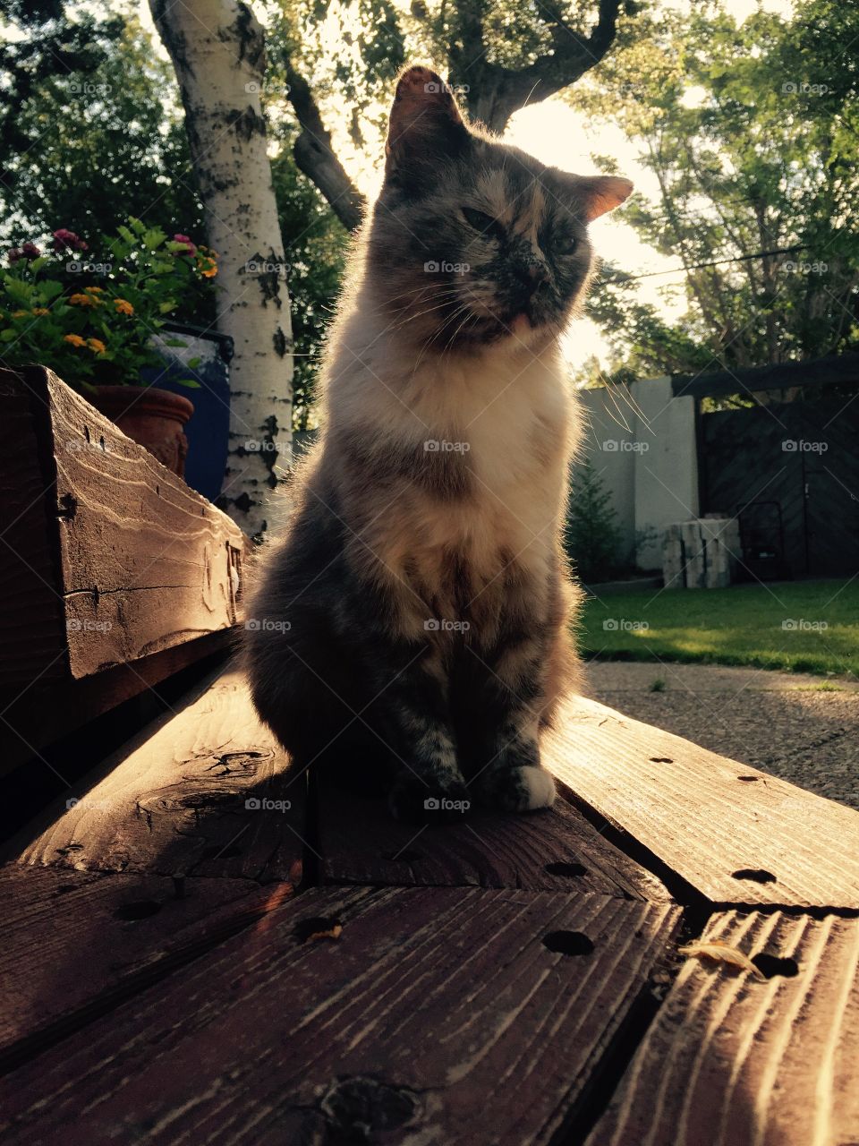 Cat in Sunlight