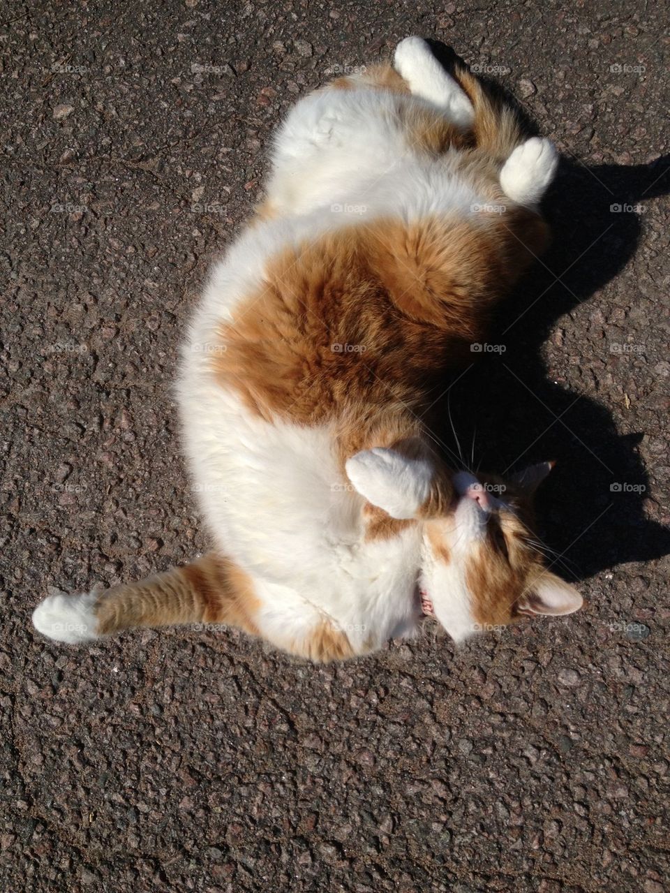 Cat playing on the street