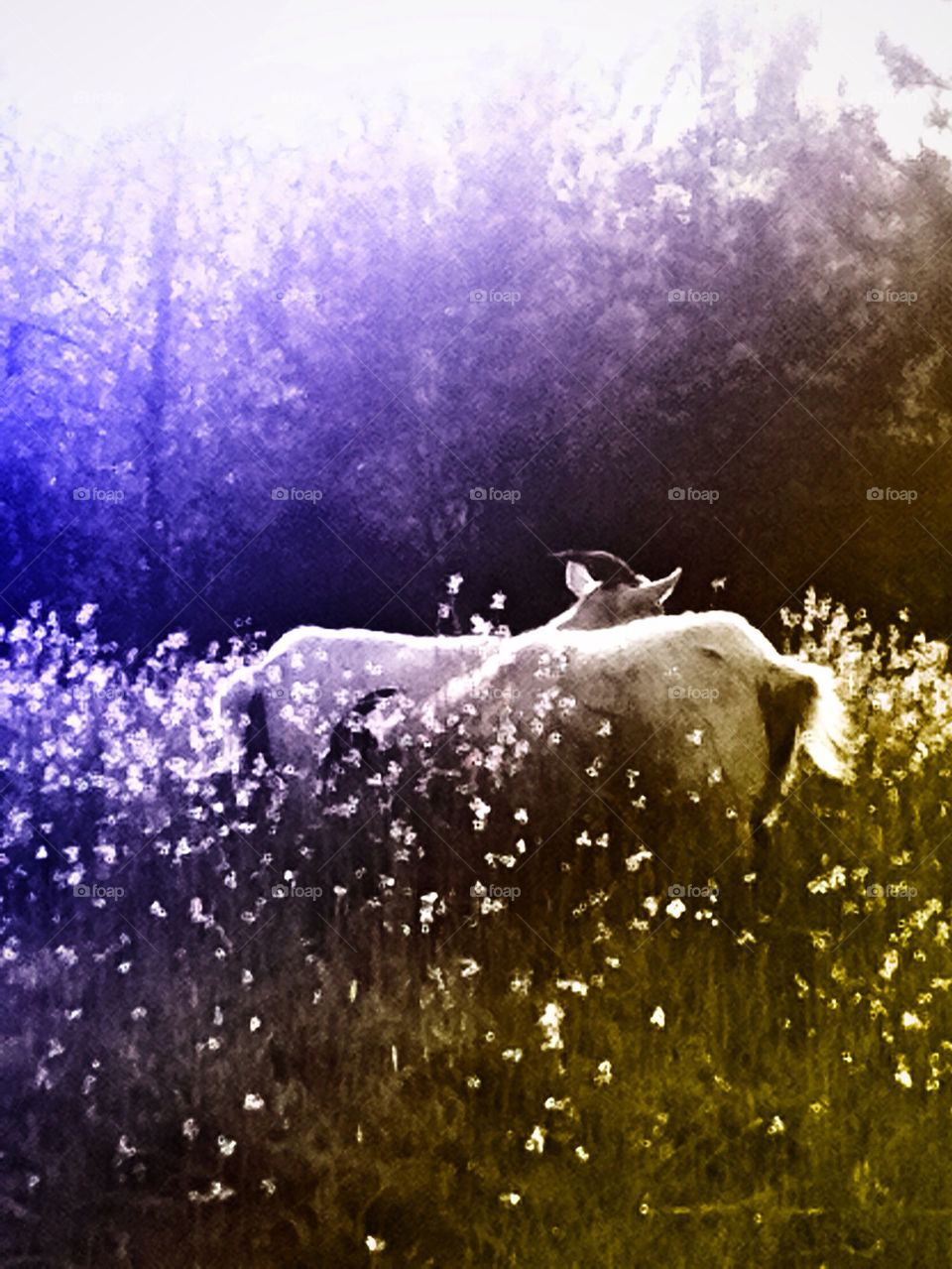 Goats Grazing in the Grass