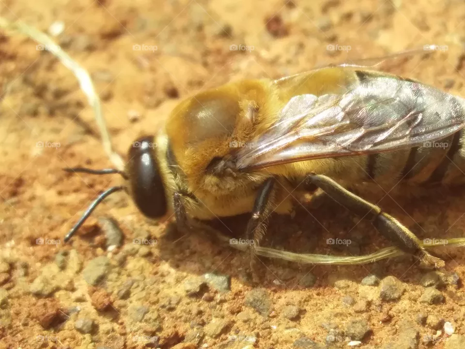 Drone- Honeybee