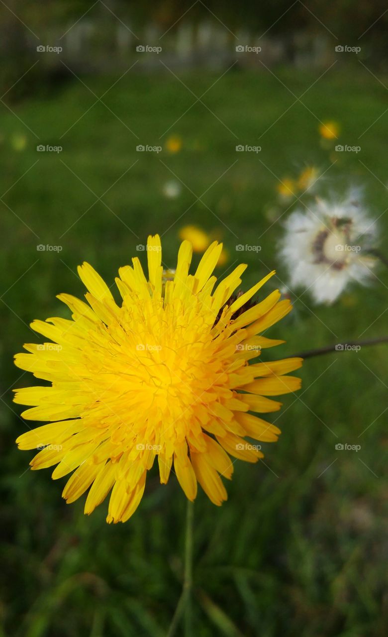 Close up dandelion in the sun. nice dandelion close up in the afternoon sun