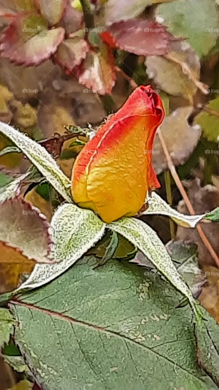 flower