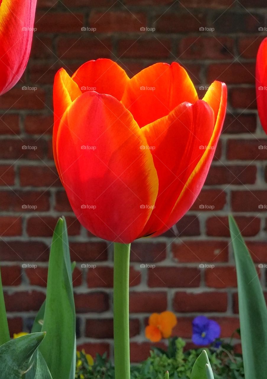 Orange and yellow tulip against a red brick wall clash of color