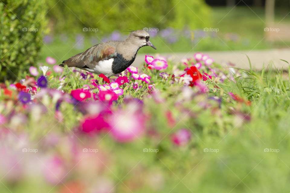 lapwing in the garden - Vanellus Vanellus.