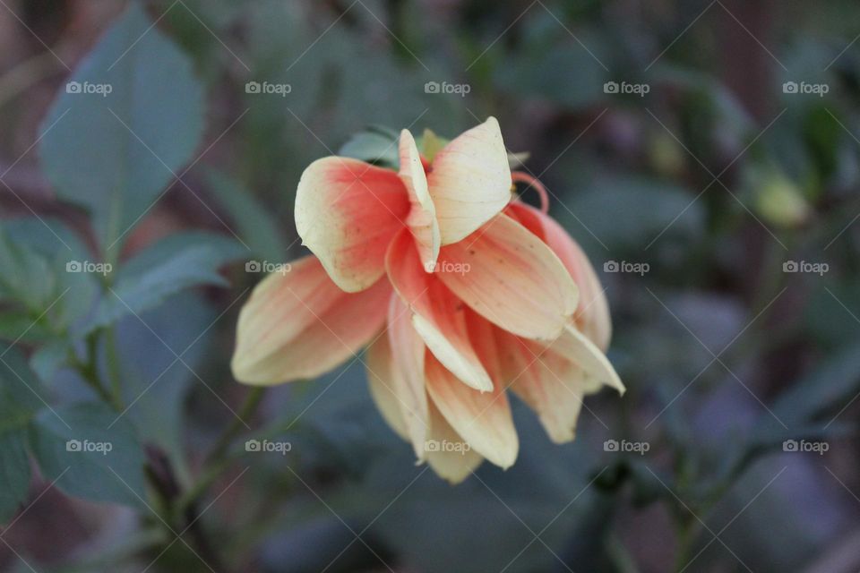 flowers in two colors