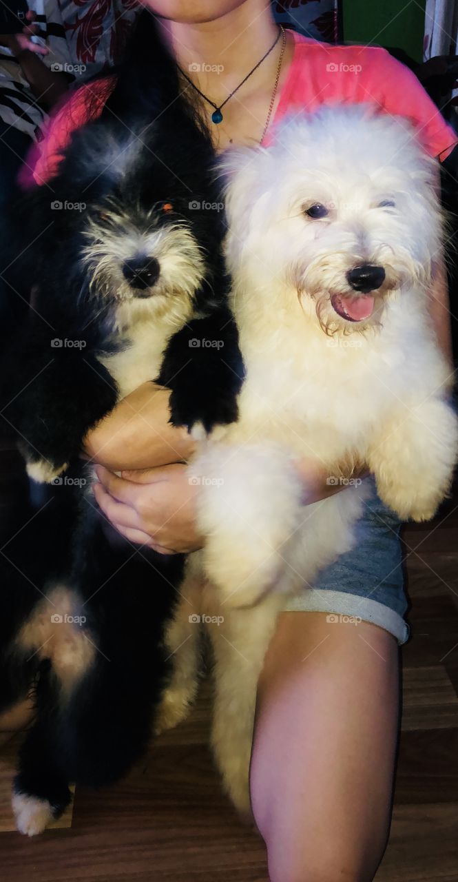 Black and white shitzu puppies 