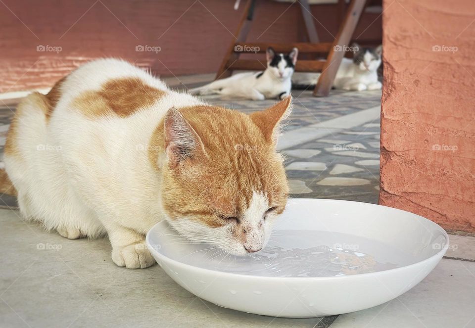 Ginger stray cat drinking water from a bowl in Greece