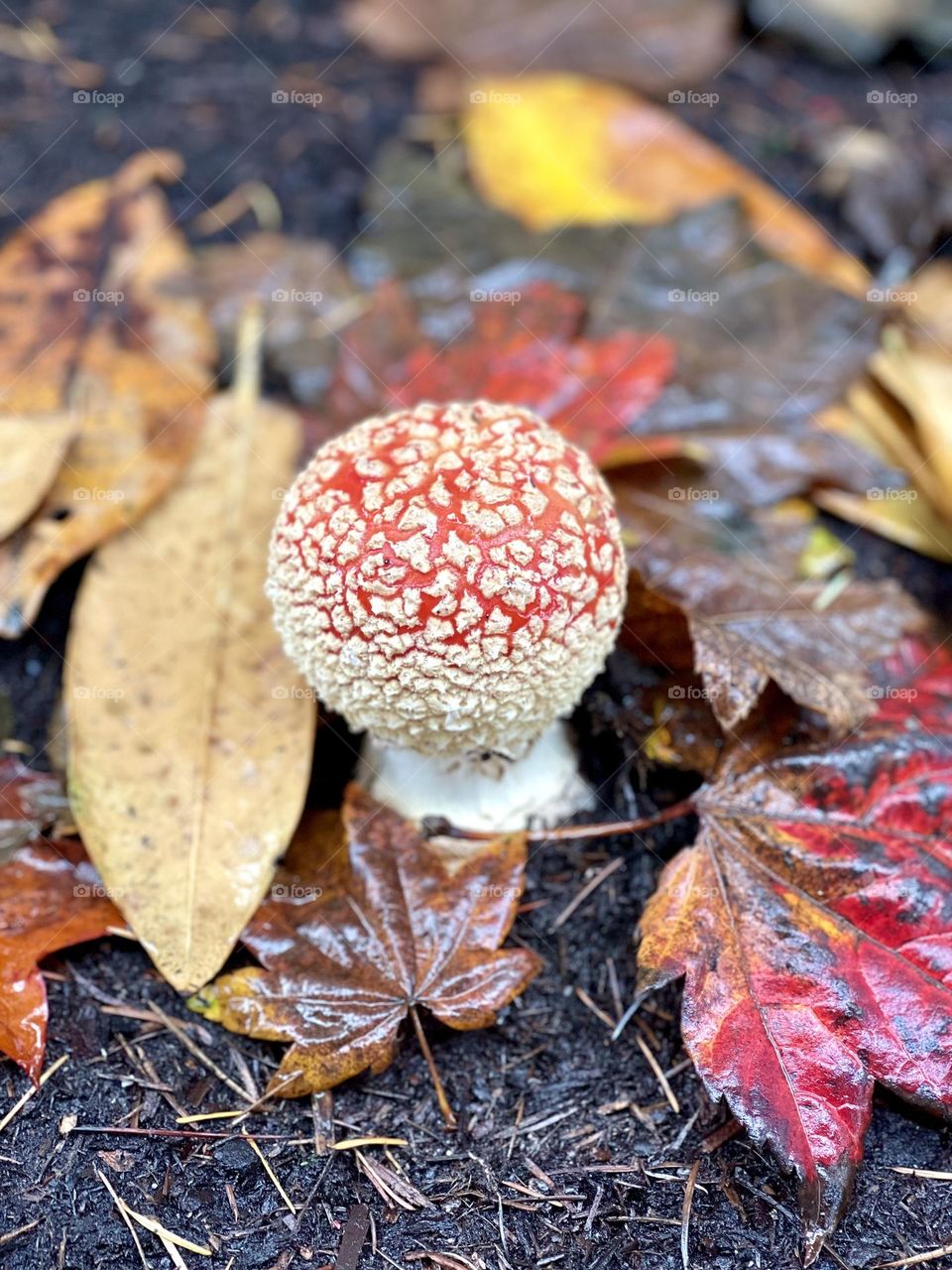 Red mushroom near fall leaves 