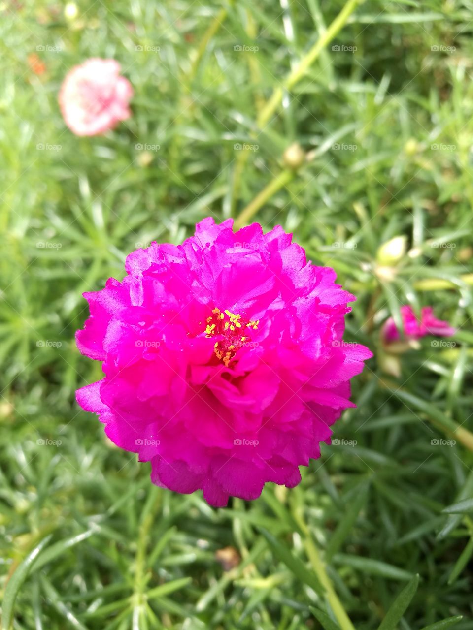 Closeup of moss rose with beautiful pink flowers