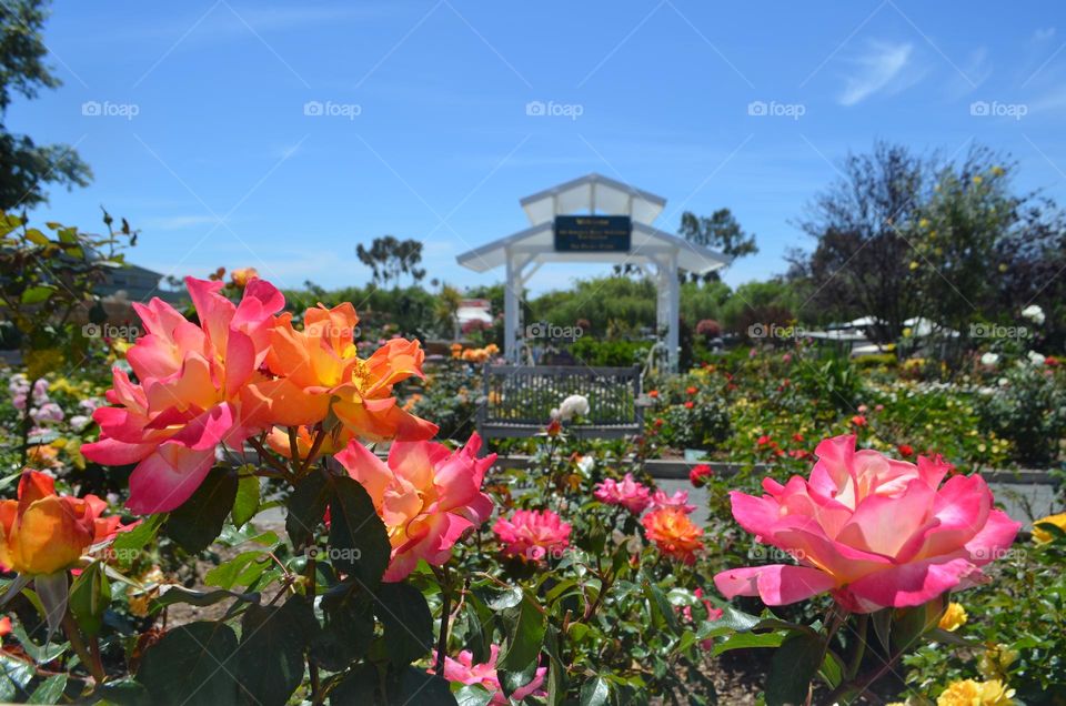 Colorful rose garden in Carlsbad, CA