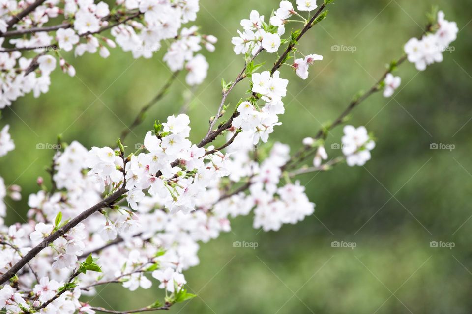 樱花烂漫