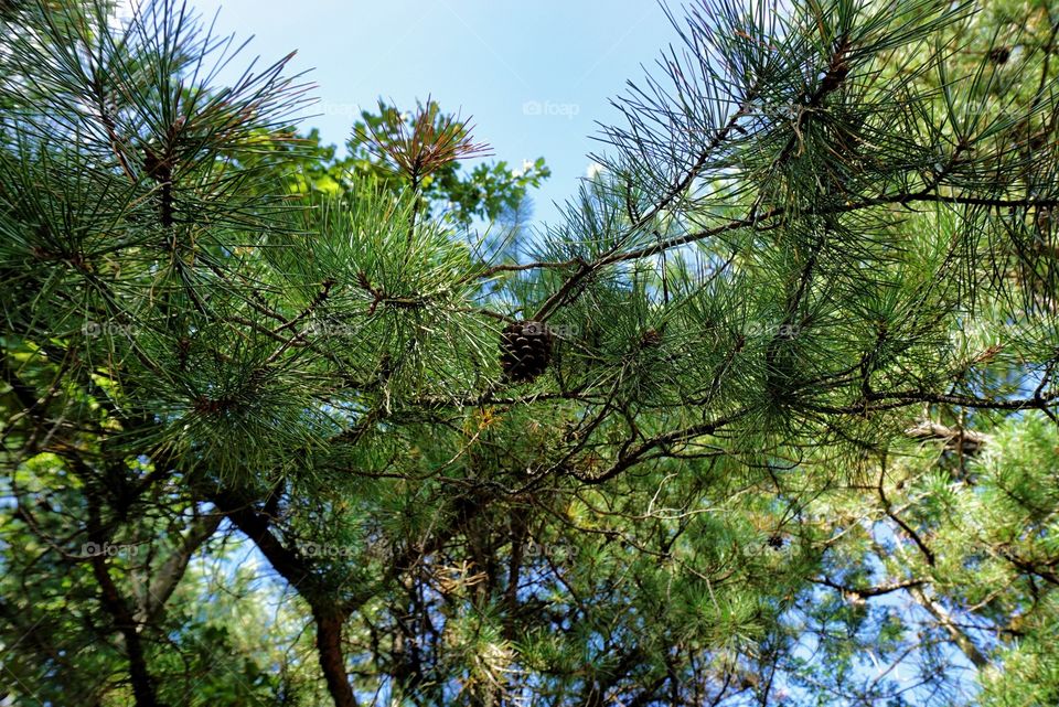 Close-up of Pine With Pine Cones 