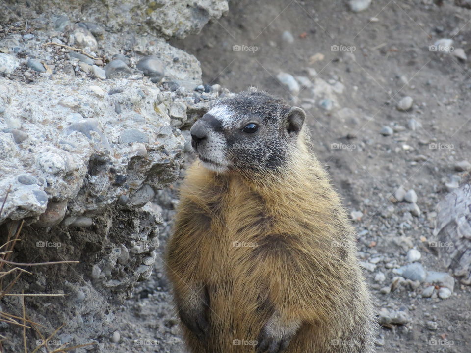 Marmot looking away