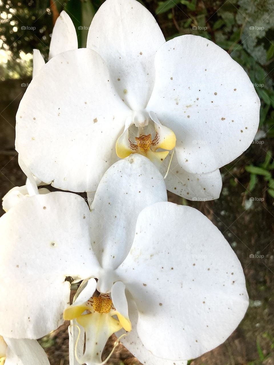 🌹 🇺🇸 Very beautiful flowers to brighten our day.  Live nature and its beauty. Did you like the delicate petals? / 🇧🇷 Flores muito bonitas para alegrar nosso dia. Viva a natureza e sua beleza. Gostaram das pétalas delicadas? 