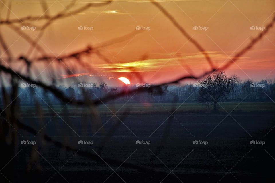 Sunset view through branches