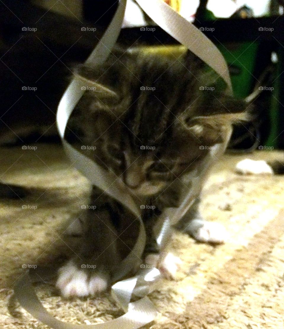 Kitten & ribbon 