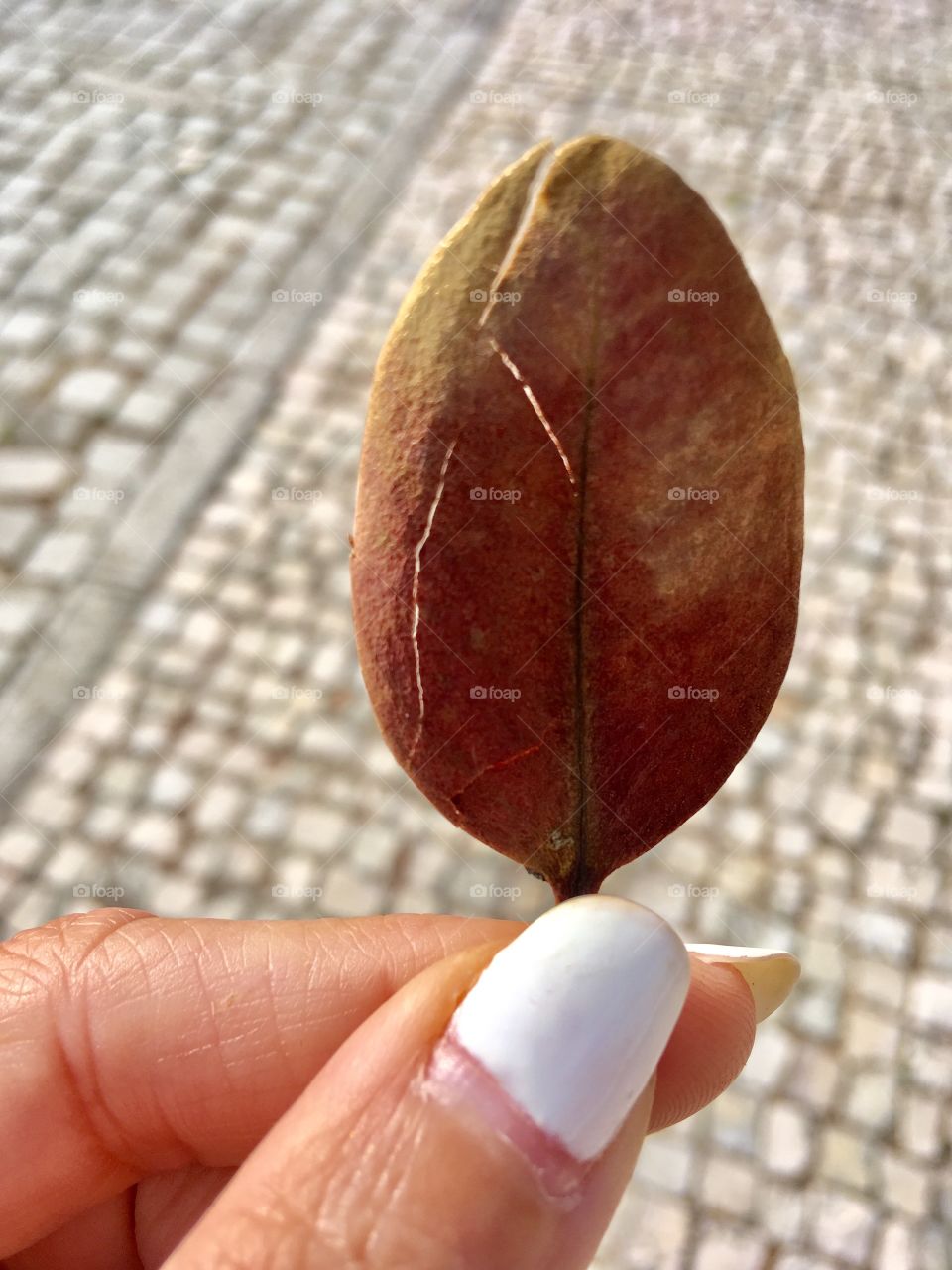 Holding the leaf 