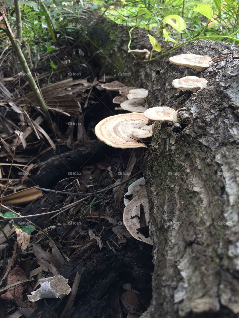 New year, new start. I want to be more in tune with the great outdoors this Jan2018, that’s my greatest New Year Resolution. A Fairy Staircase.
